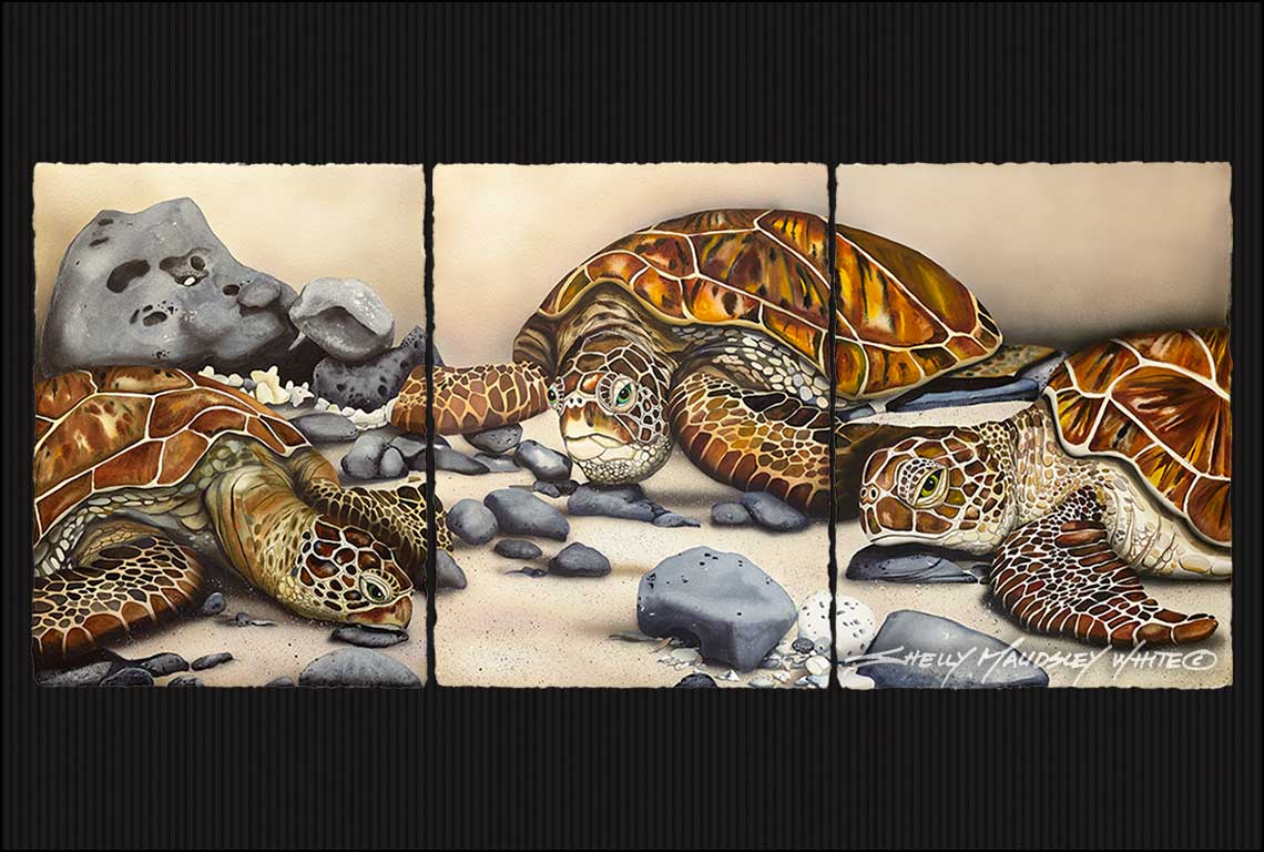 Turtles (honu) on the beach